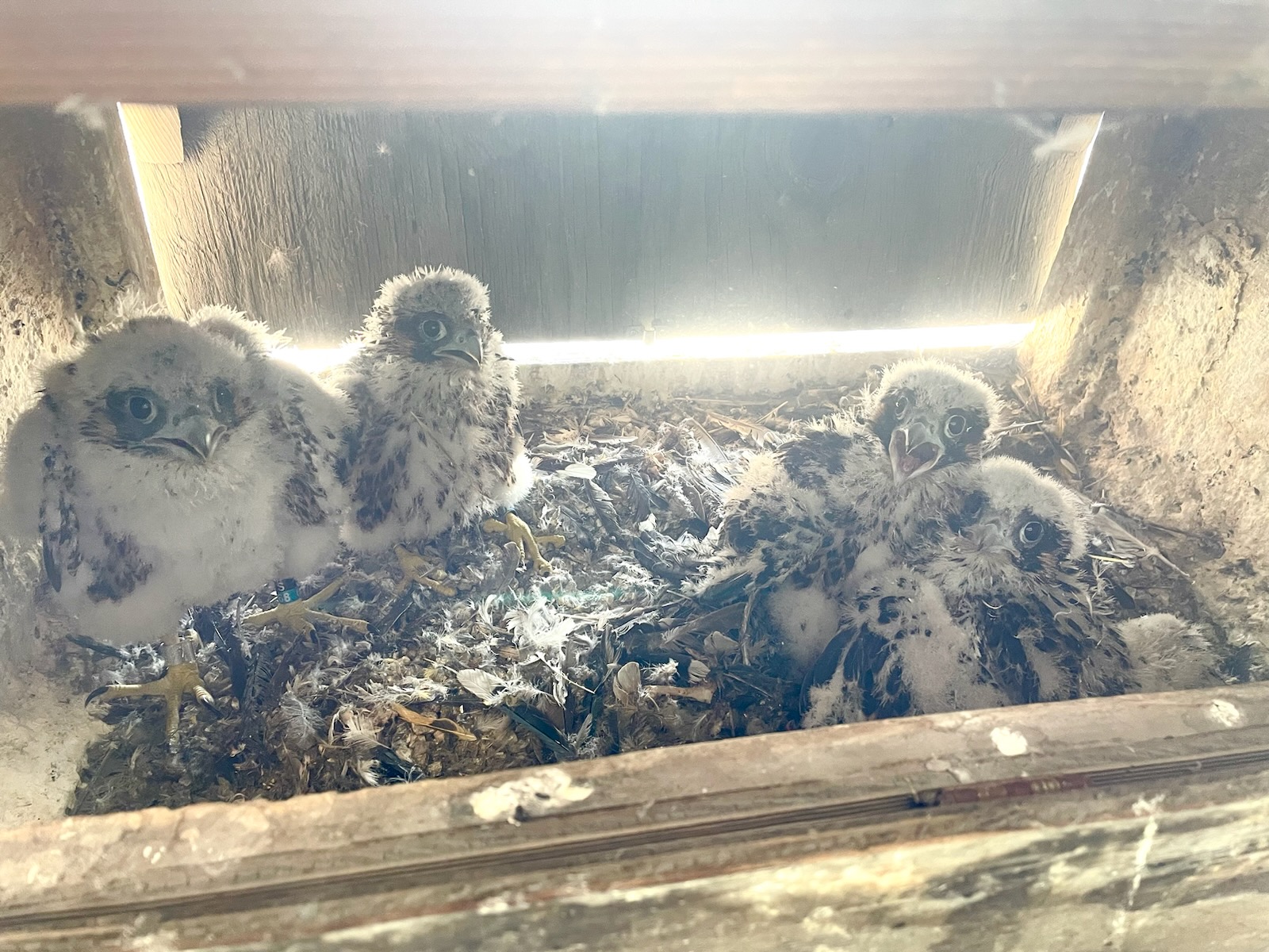 baby peregrine falcons in a nesting box